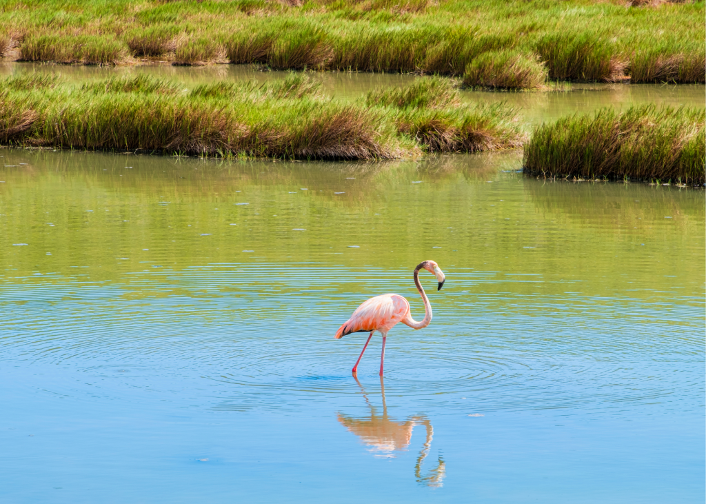 A pink flamingo is standing in the water.