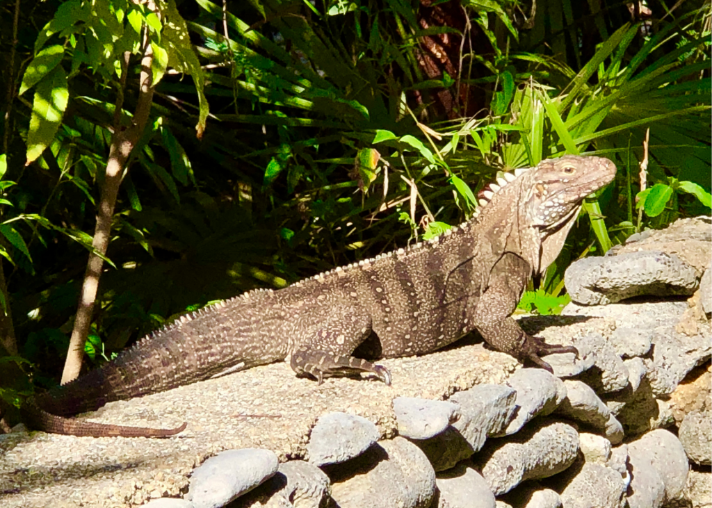 An iguana sitting on a stone wall in TCI.