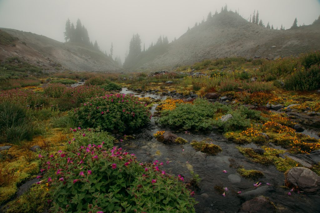 the Skyline Trail in Paradise featuring a beautiful meadow with abundant wildflowers on a hazy, foggy day