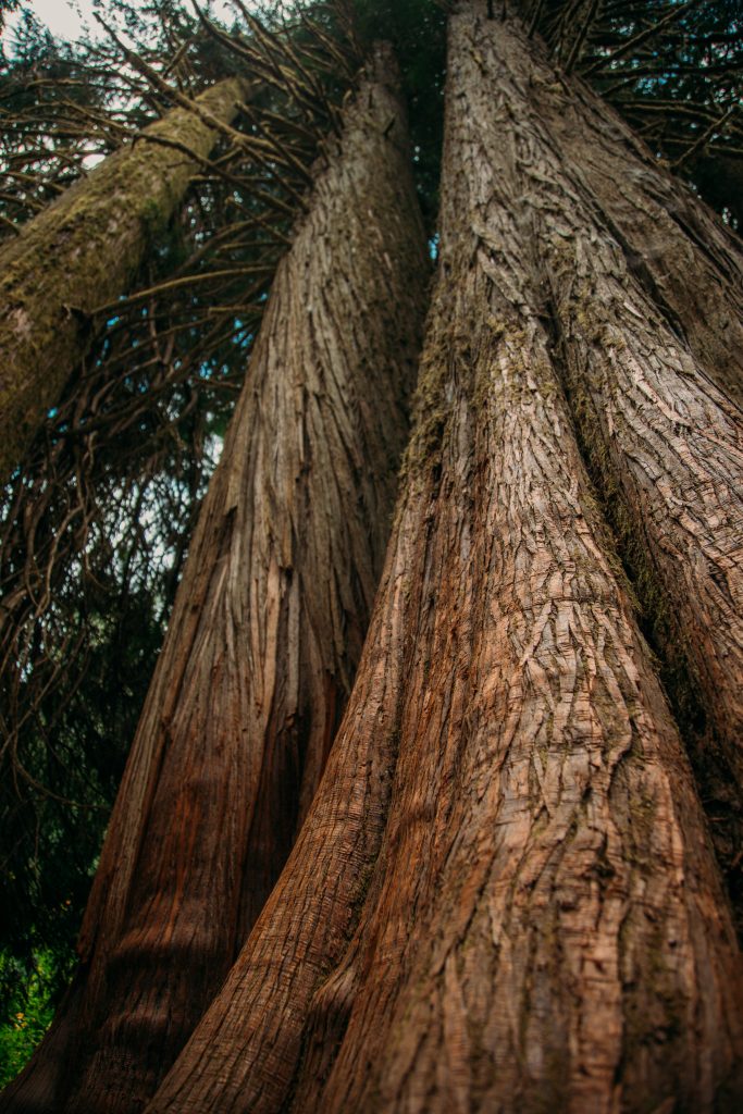 A tall set of trees in the Grove of the Patriarchs.