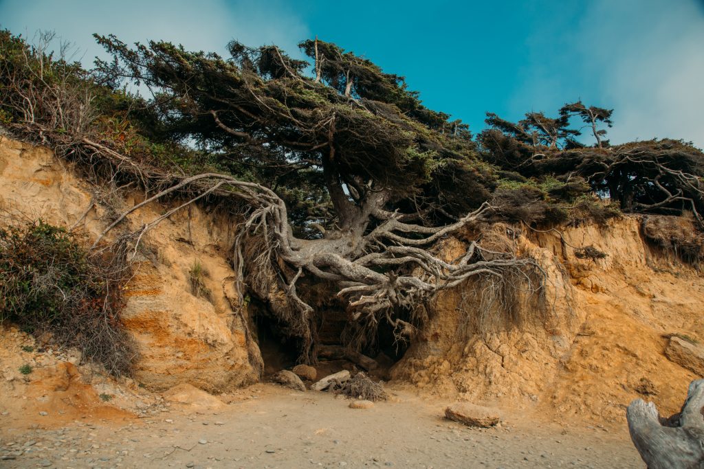 A tree with it's roots growing precariously across a gap, so it appears to be floating. It is called The Tree of Life in Washington 