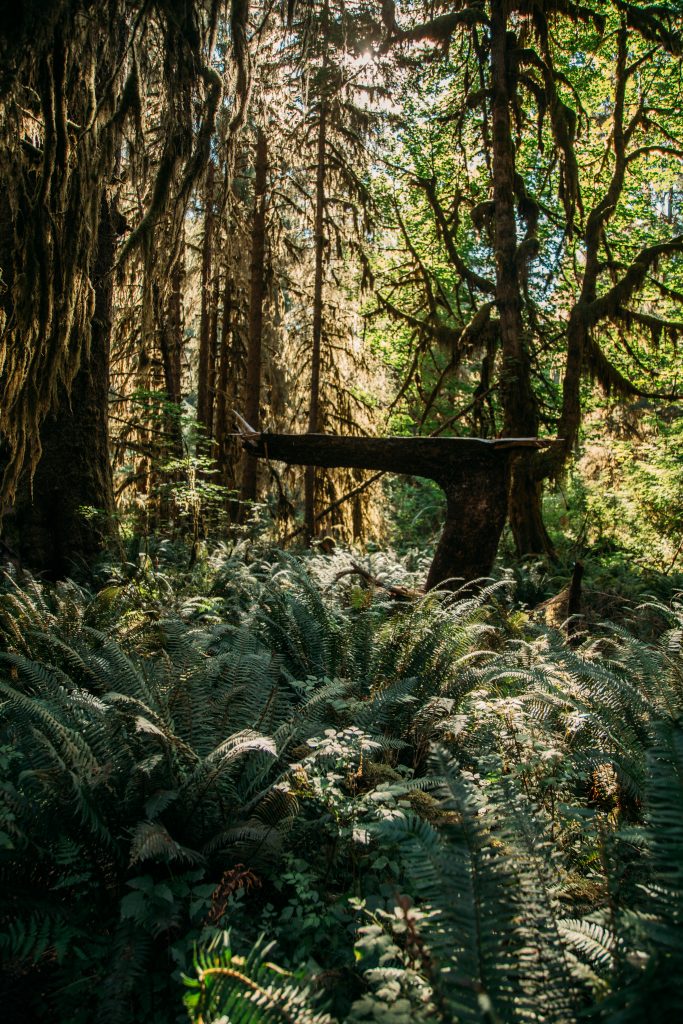 Hoh Rainforest on a sunny day with ferns and moss covered trees