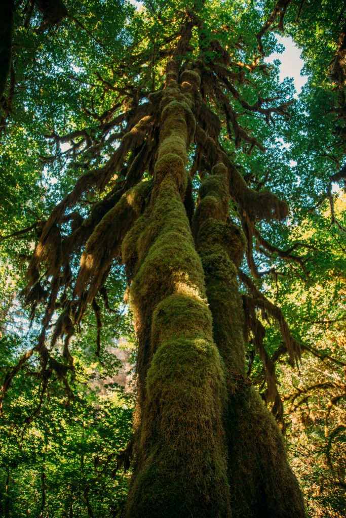 Hoh Rainforest hall of mosses trail featuring a very tall, moss covered tree.