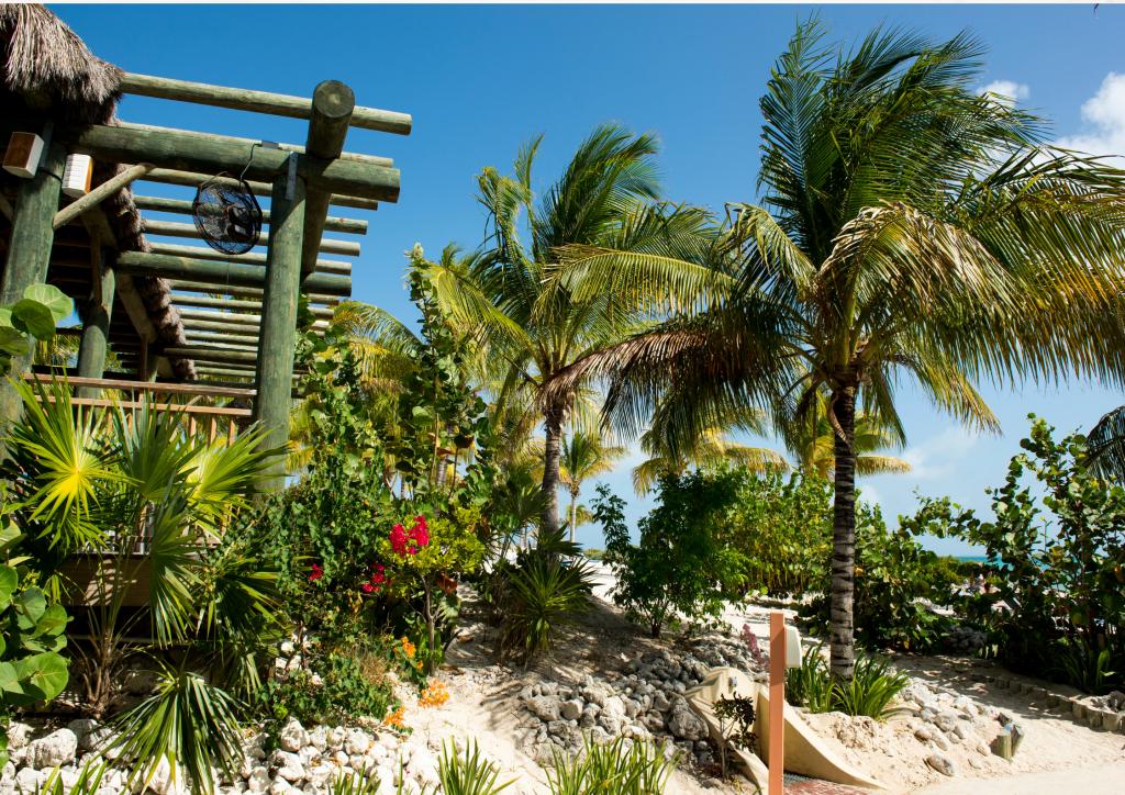 A palm tree in front of a cabana.