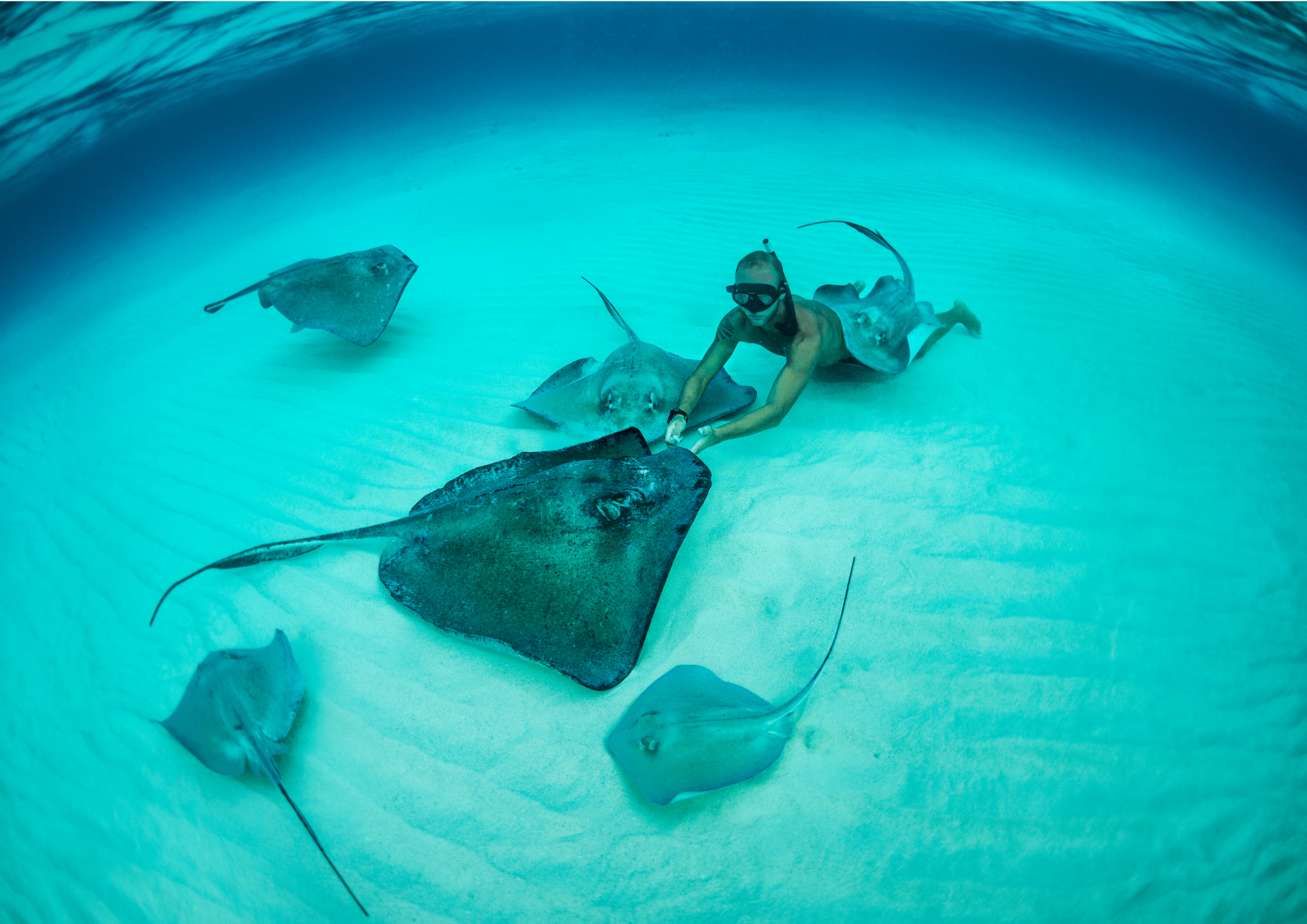 Snorkel with the stingrays in Grand Turk