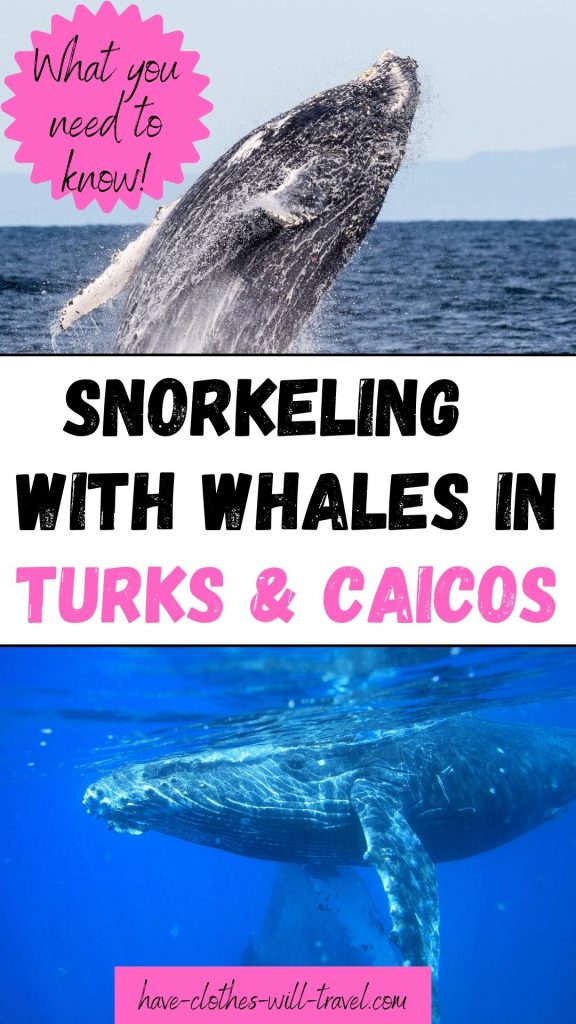 8 Things to Know Before Swimming With Humpback Whales in Turks & Caicos