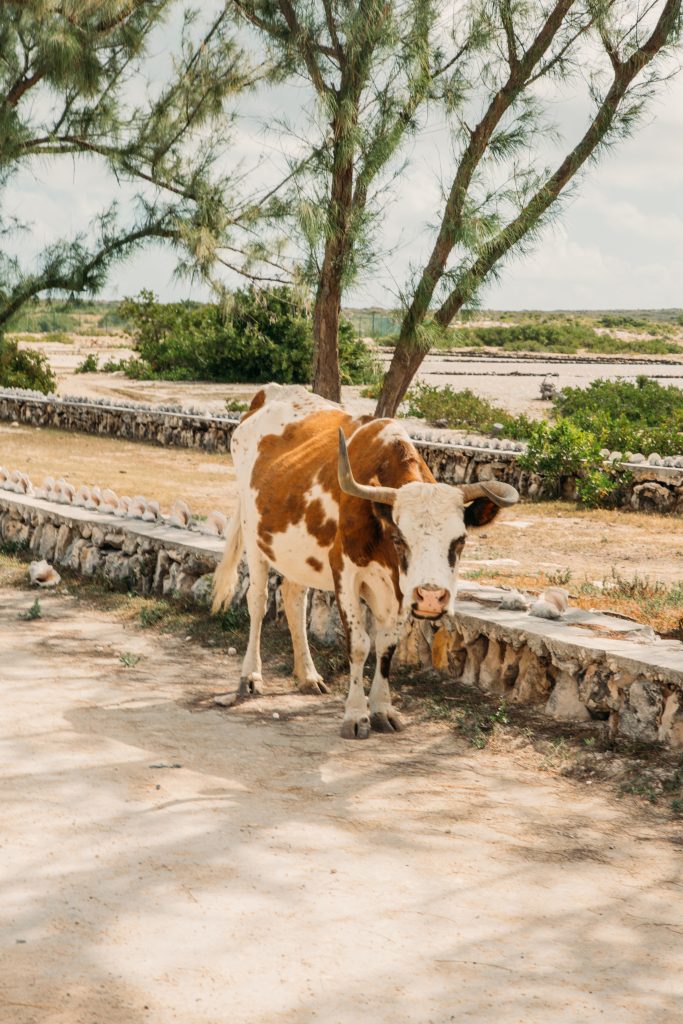 Salt Cay photos