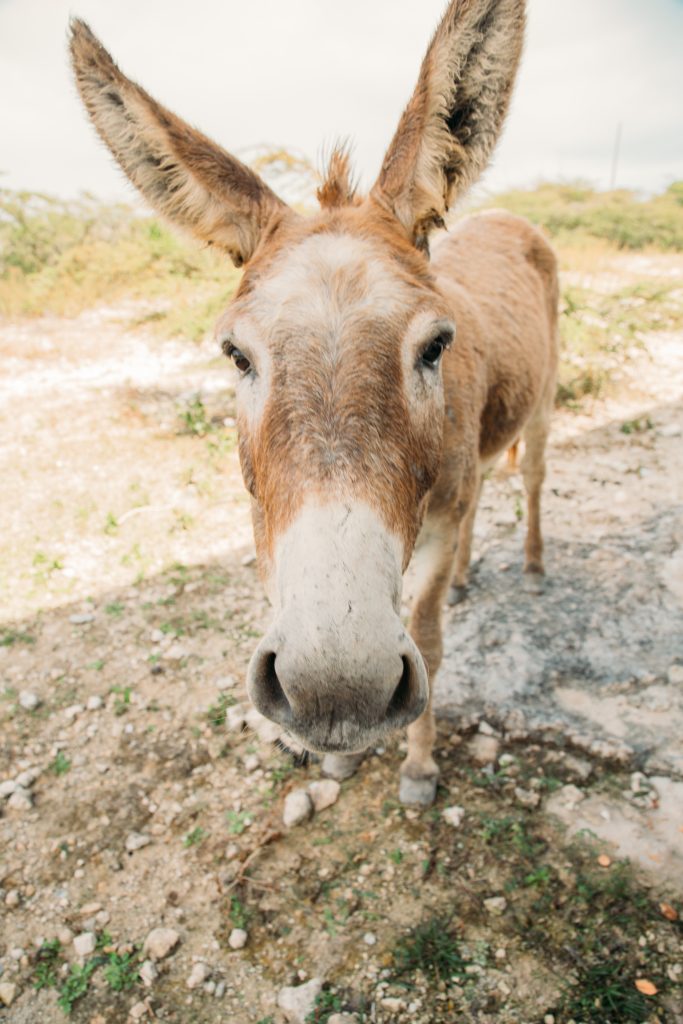 The donkeys of Salt Cay roaming freely.