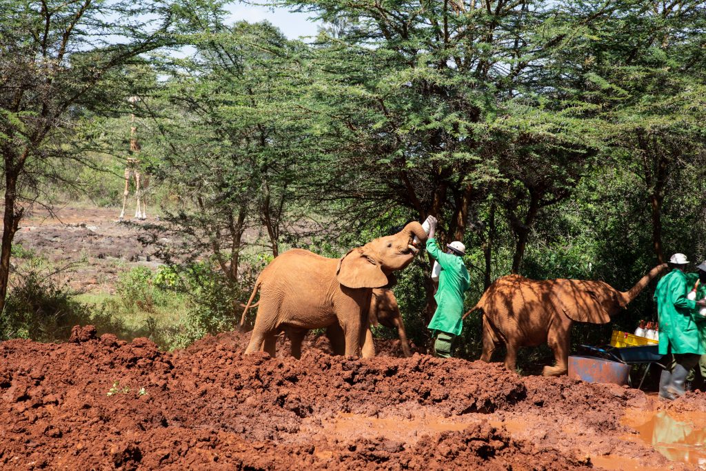 The baby elephants are being fed human formula here - it's been found to be the healthiest option for them.