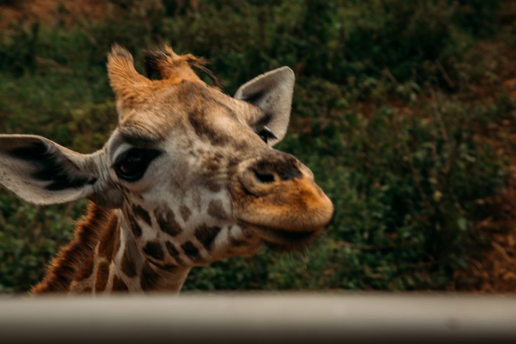 The giraffes being fed at the Giraffe Centre.