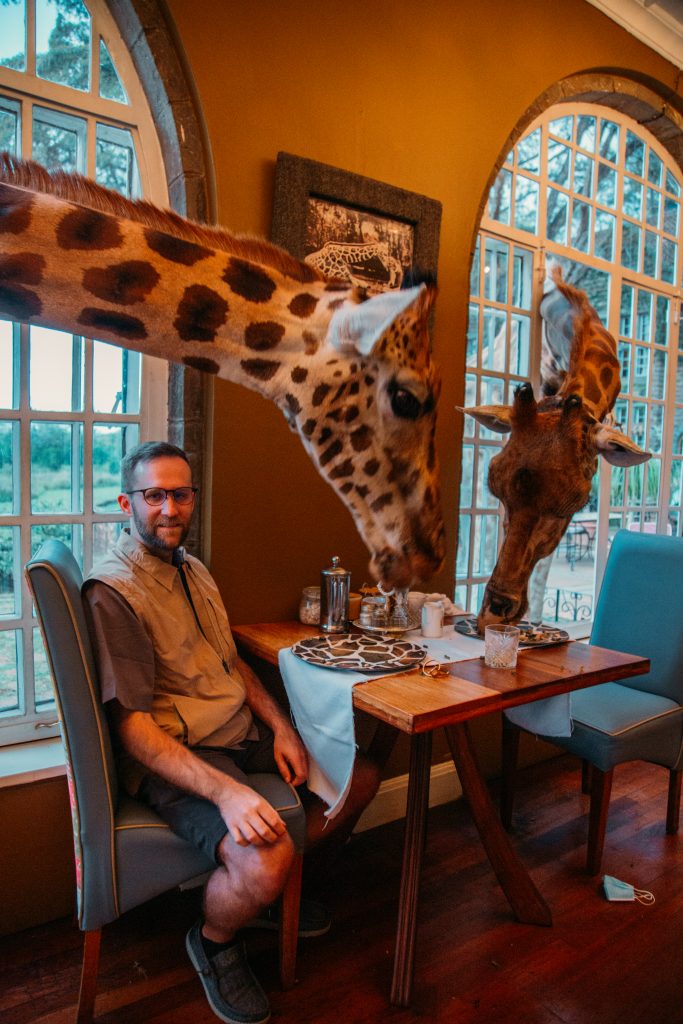 A man sits at a small dining table set for two, as two giraffes stick their heads through open windows, exploring the table and searching for food.