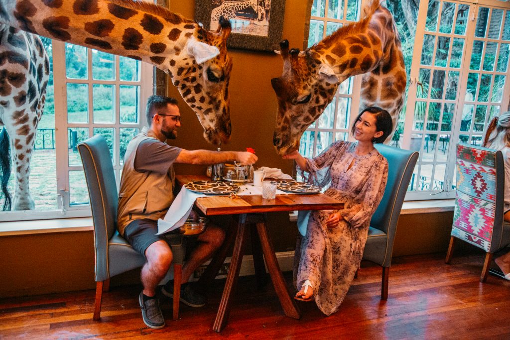 A man and a woman sit at a small dining table for two. Giraffes stick their heads through open windows, snacking on feed out of the couple's outstretched hands.