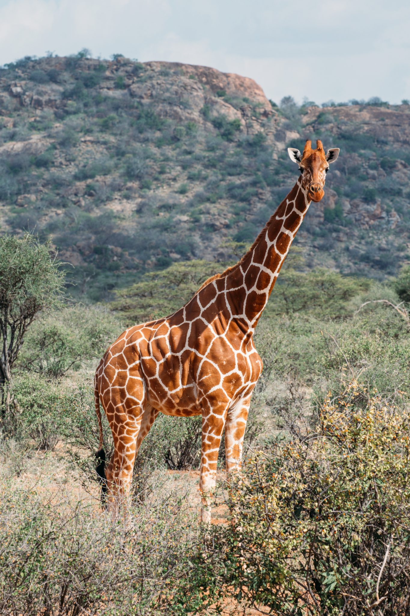 reticulated giraffe