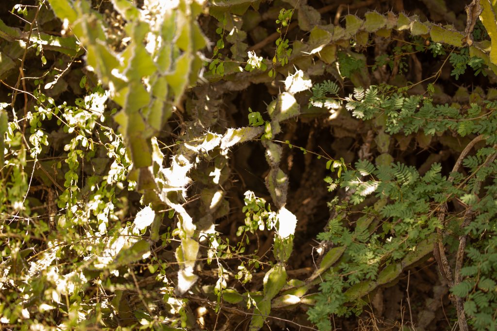 Simon was able to spot the baby cubs in this thick bush while driving!