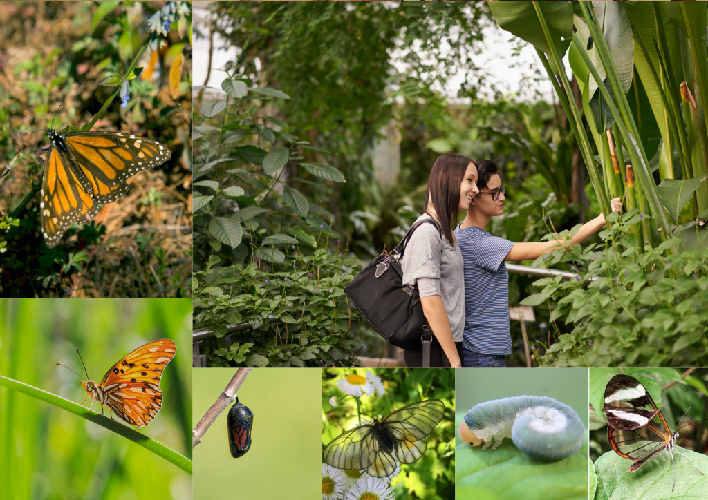 A collage of photos of butterflies and plants for the Key West Butterfly and Nature Conservatory.