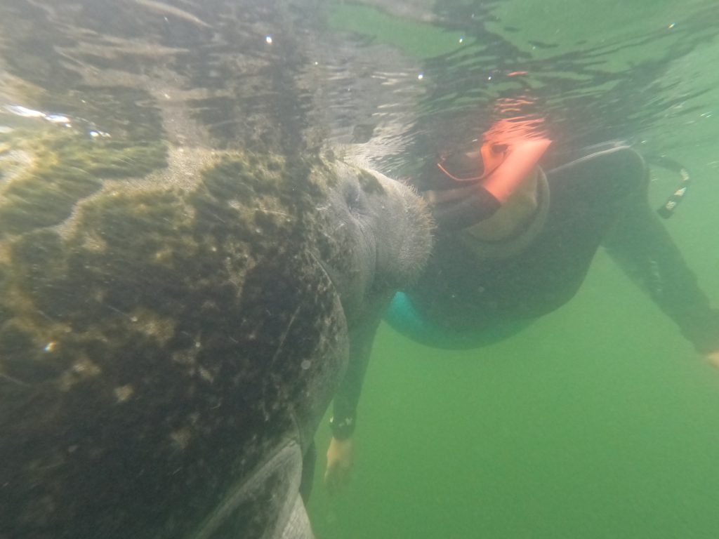 I got a kiss from a friendly manatee!