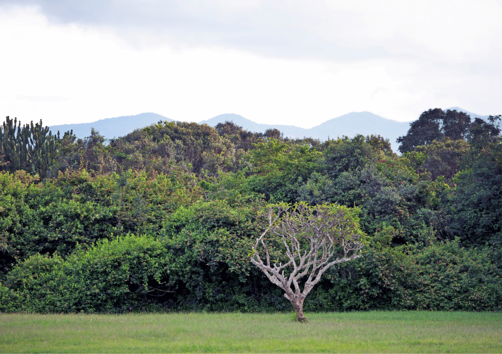 Ngong Hills