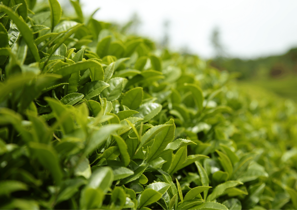 Tea farm