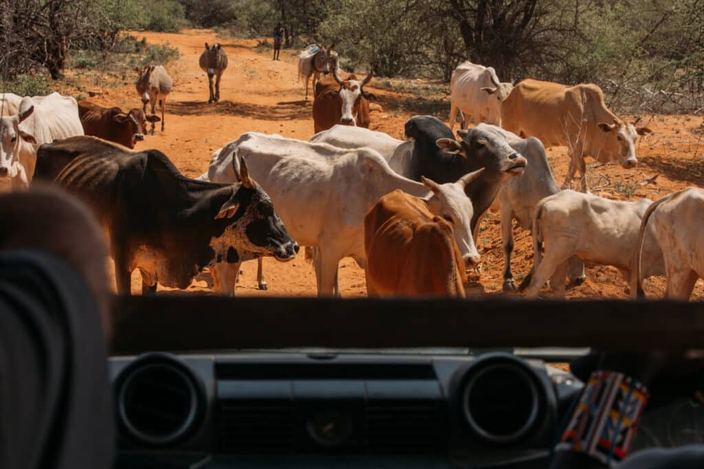 Traffic on the way to Saruni Rhino can get a little nuts. ;) 