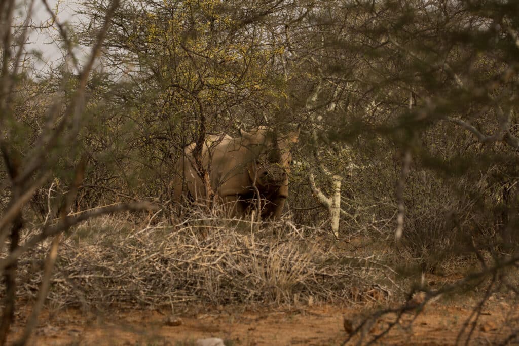 The rhinos would run off after they had enough of us.