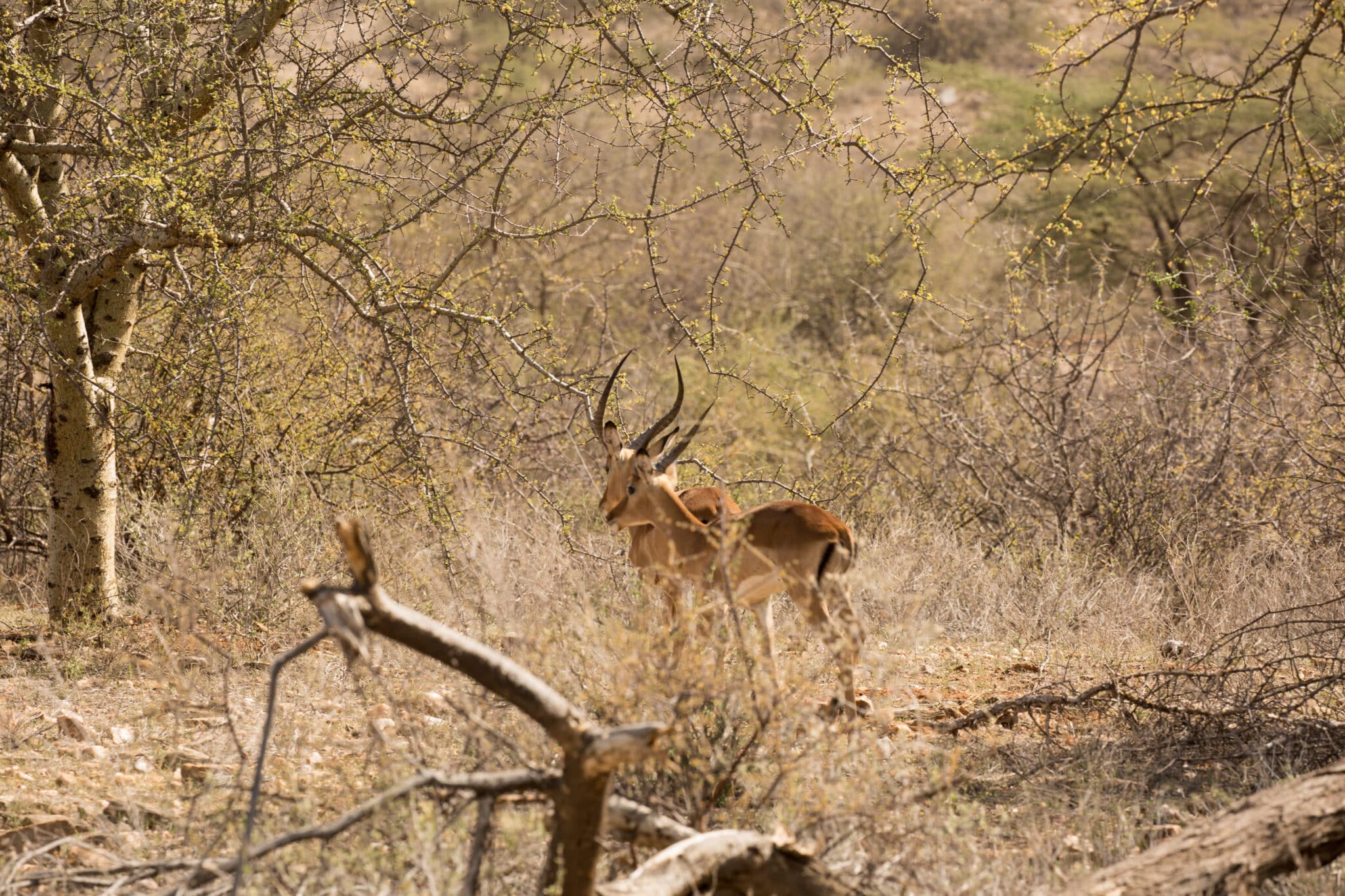 animals besides rhinos at saruni rhino