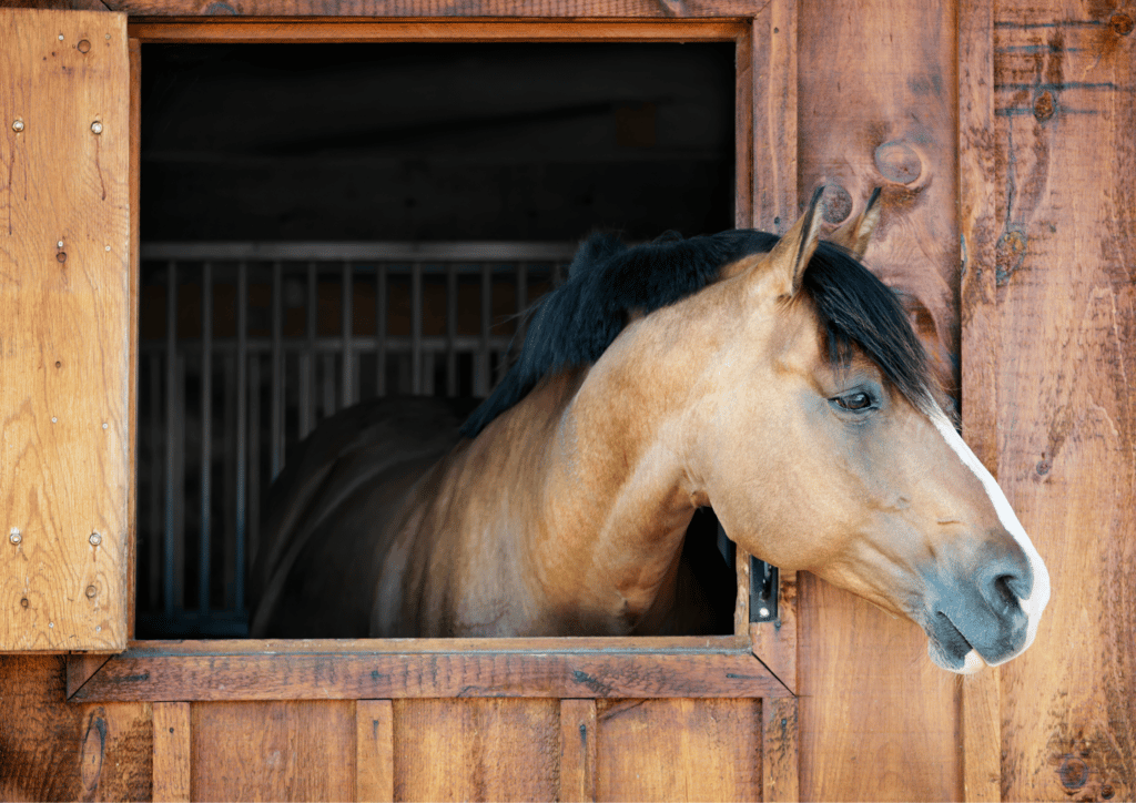 A brown horse looking out of a wooden stall at Dan Patch Stables.