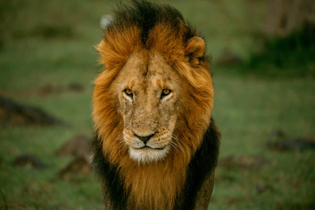 One of the lions that lives near the Naibosho Camp!