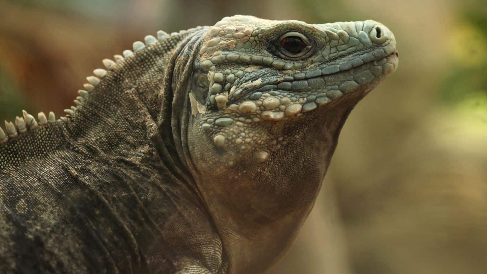 Cyclura carinat