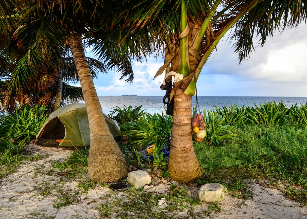 A small camping tent set up under two tall palm trees on a Caribbean beach, overlooking the ocean.