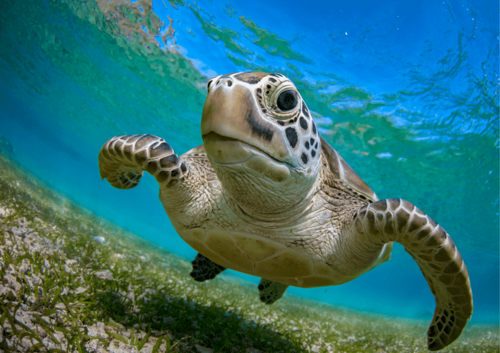 A green sea turtle swimming in the ocean in Curacao.