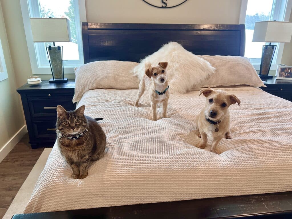 Two small Terrier dogs and a cat sit on a made-up Queen sized bed, dressed in Bedsure bedding and pillows.