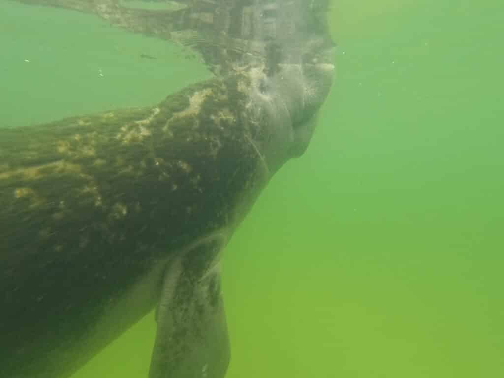 A manatee swimming near us in Crystal River, Florida