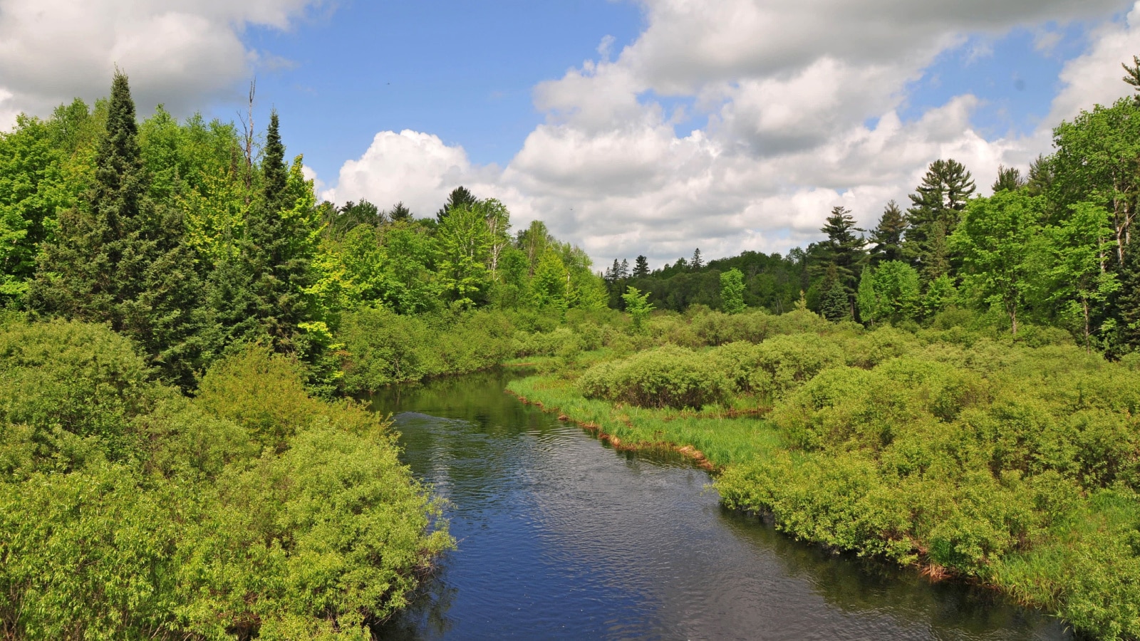 A landscape photo shows a lush stream flows through the Headwaters Wilderness Area of the Chequamegon-Nicolet National Forest, Wisconsin on a clear, sunny day.