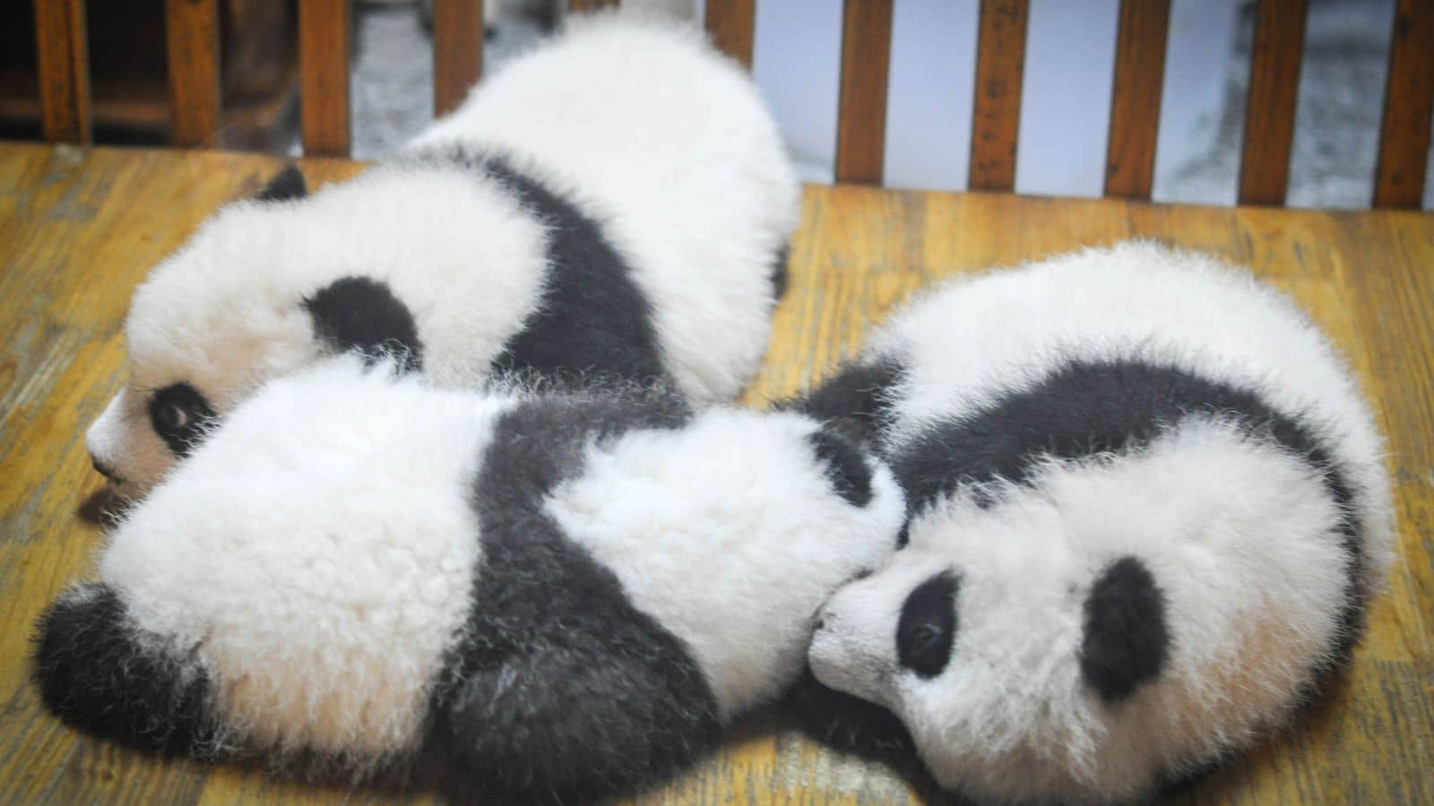 Three baby panda's sit on a wooden table. Chengdu, China is famous for their population of Giant Pandas.