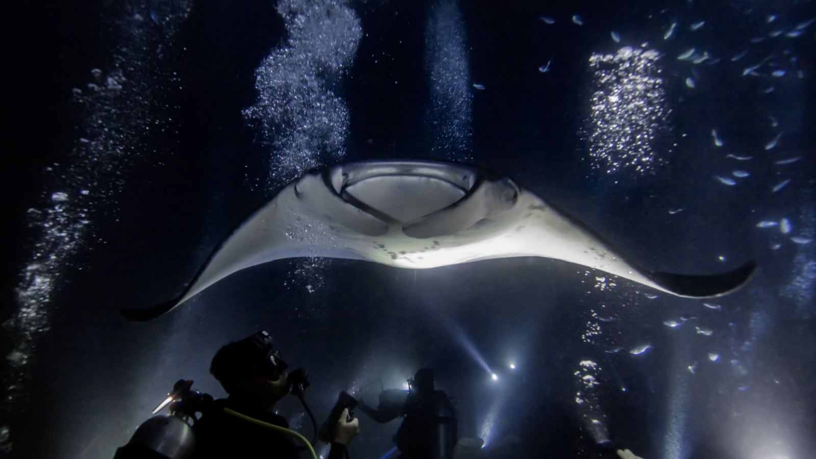 Manta ray at night