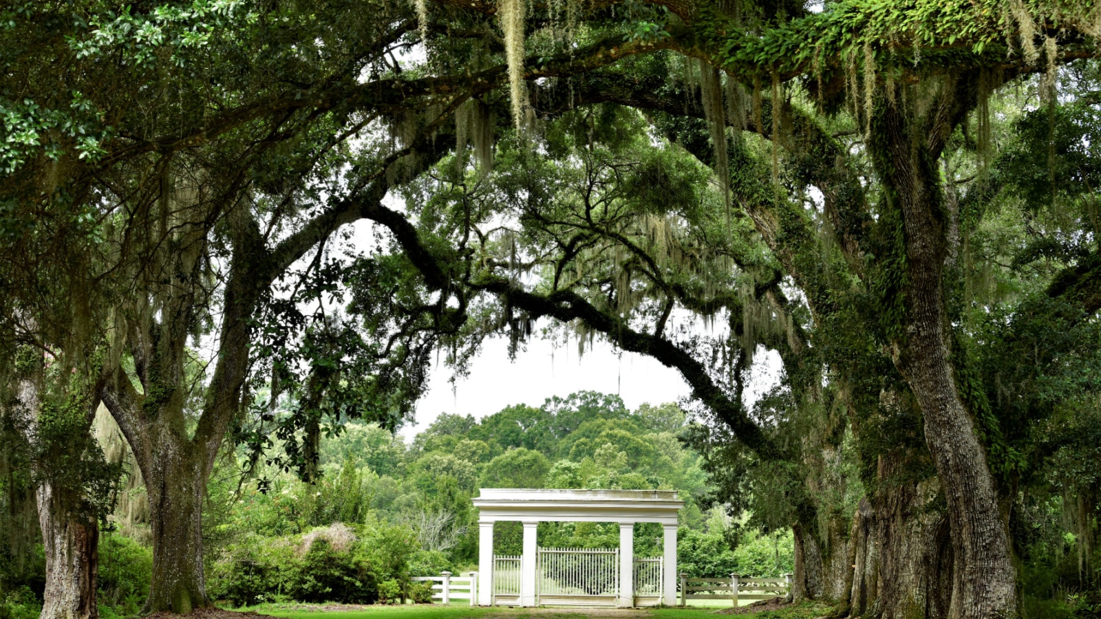 Canopy of Live Oak Branches over Entrance to Rosedown Plantation, State Historic Site, in St. Francisville, Louisiana