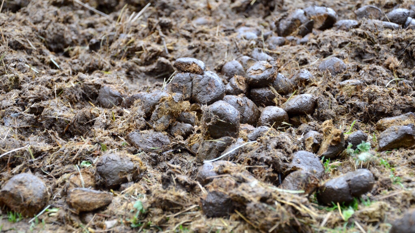 Horse poop from farm in countryside