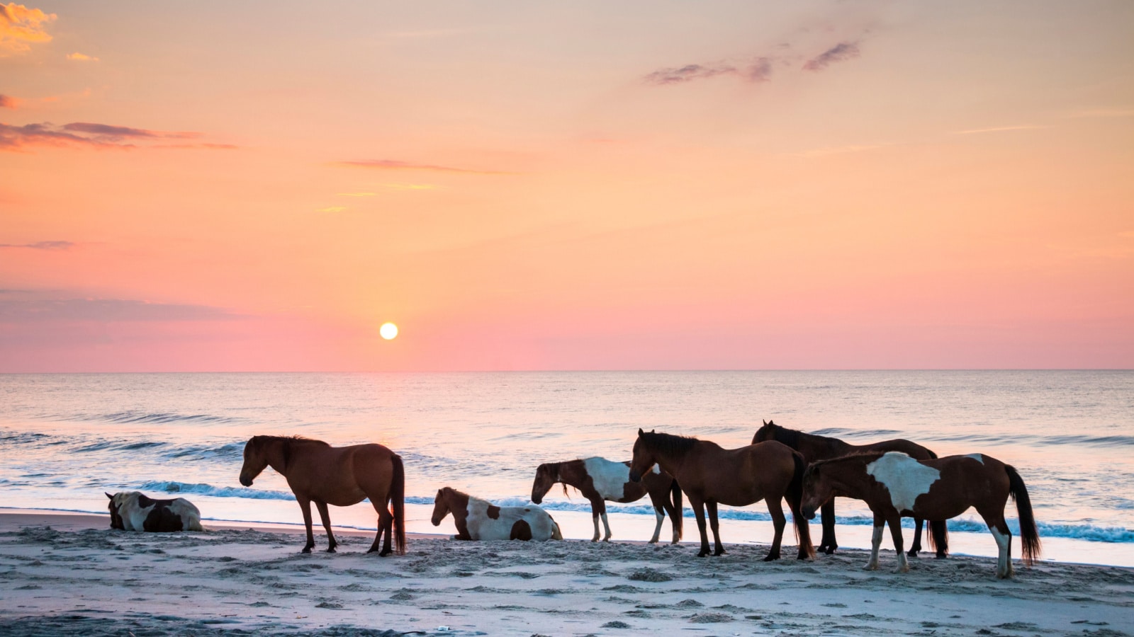 feral horses on the beach of Assateague early morning.