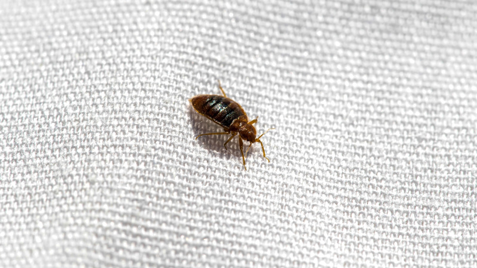 Bed Bug Extreme Up Close