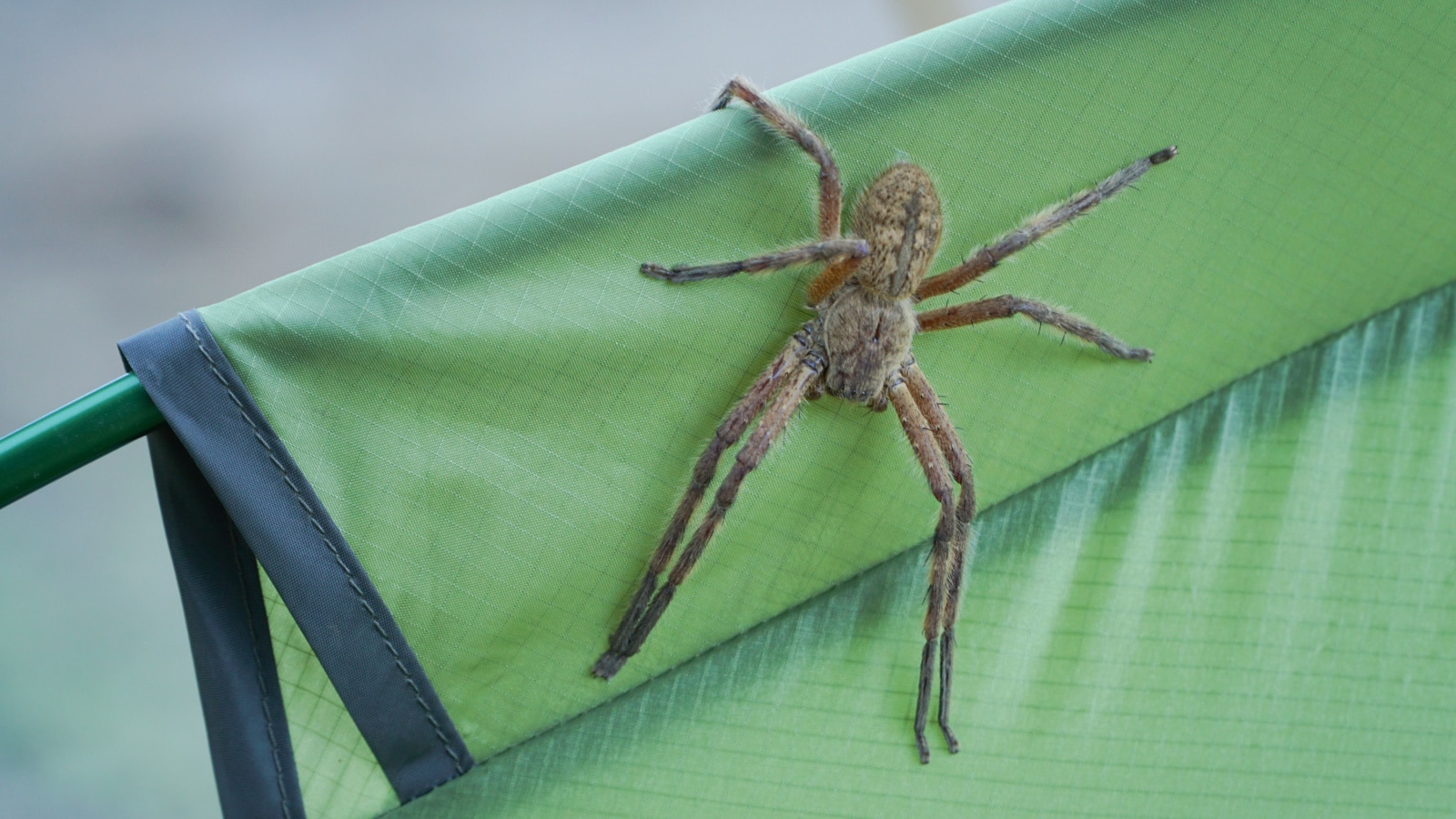 Spider on a green tent at a campsite in Rocklands near Cape Town, South Africa.