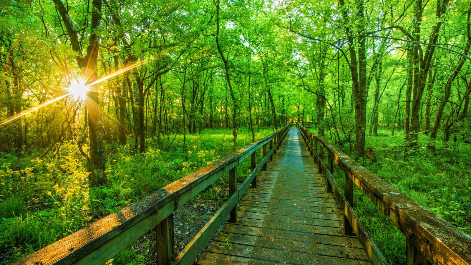 Sunrise On A Hiking Tail Natchez Trace Parkway, Tupelo, Mississippi. The Natchez Trace, also known as the "Old Natchez Trace", is a historic forest trail within the United States