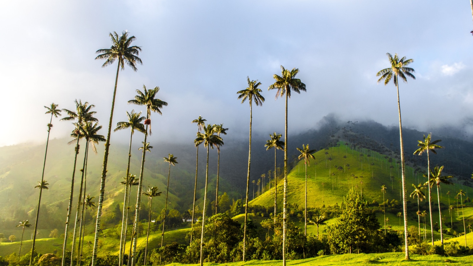 Cocora Valley in Colombia