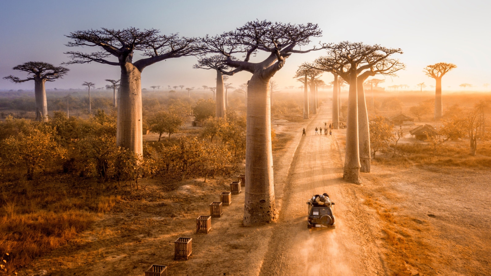 Beautiful Baobab trees avenue of the baobabs in Madagascar