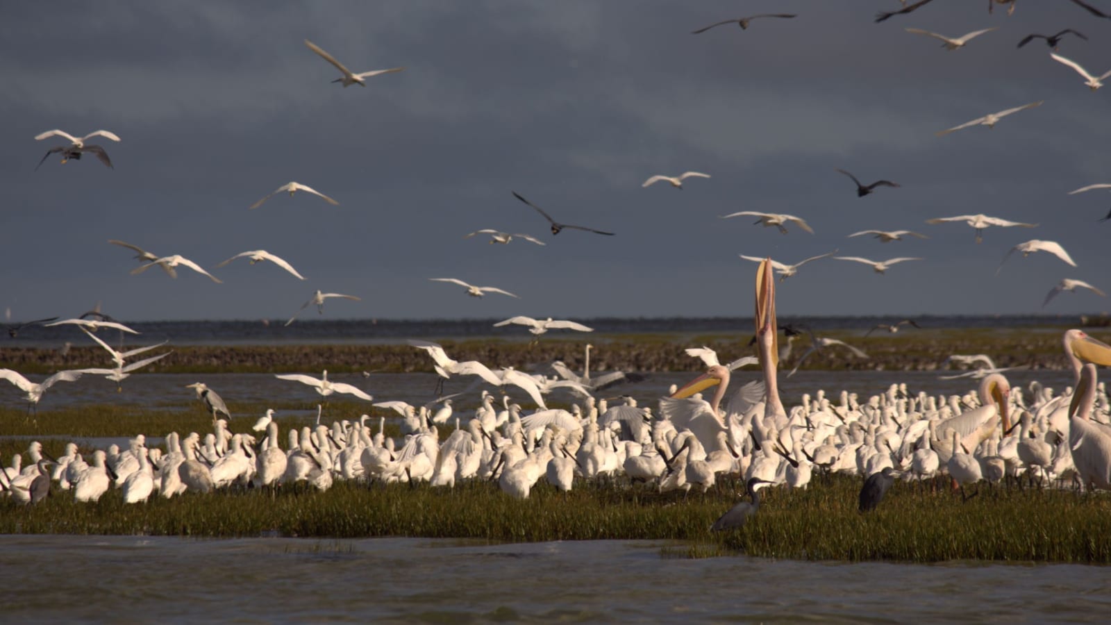 Banc d'Arguin National Park, Mauritania