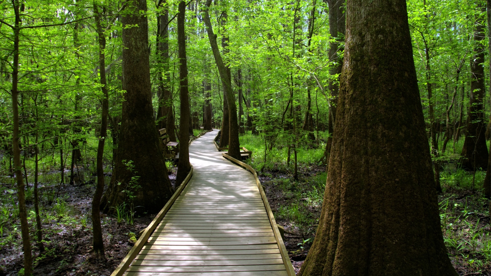 Path leading through the woods of the ancient moss covered Bald Cypress Trees at Congaree National Forest in South Carolina