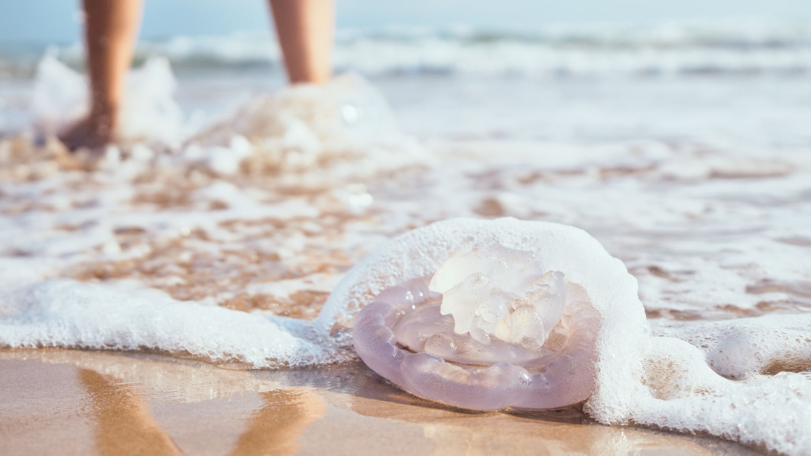 Jellyfish on the shore of the beach. Jellyfish sting