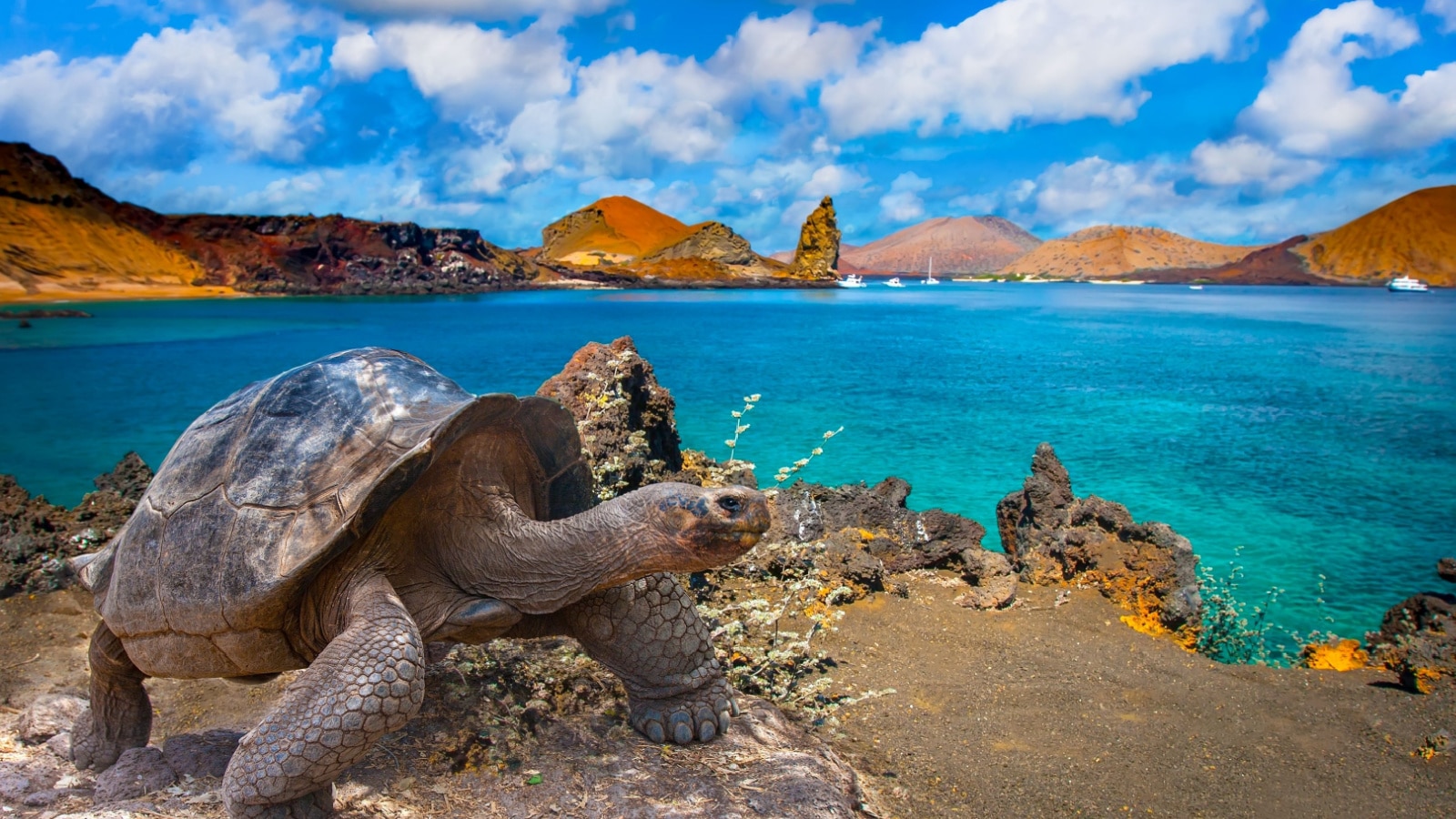 Galapagos Islands. Galapagos tortoise. Big turtle. Ecuador.