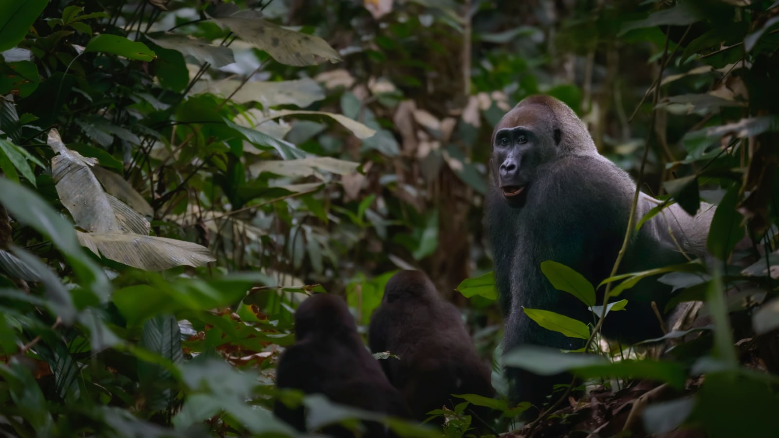 Western lowland gorilla (Gorilla gorilla gorilla) silverback with 2 youngsters in Marantaceae forest. Odzala-Kokoua National Park. Cuvette-Ouest Region. Republic of the Congo