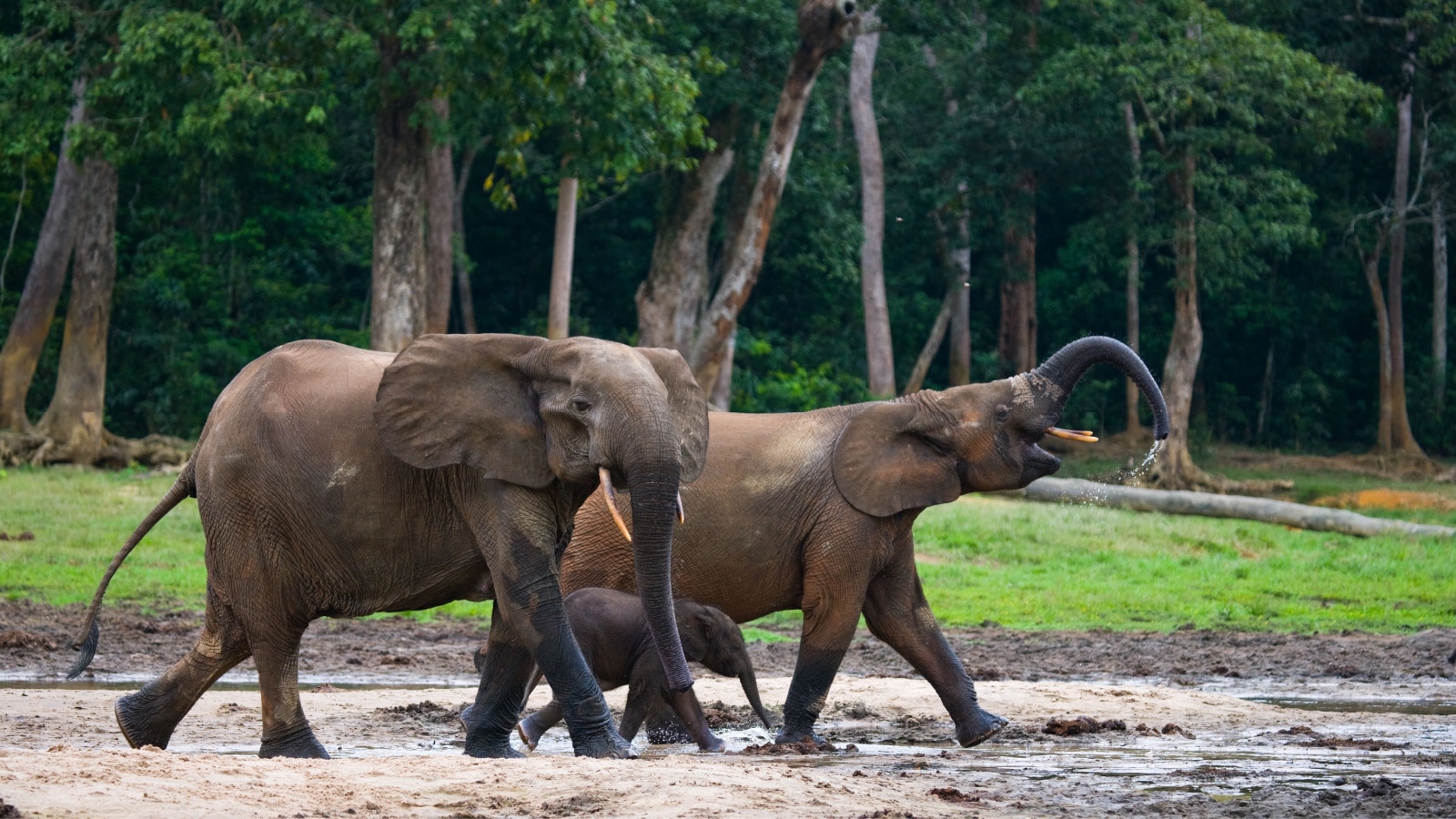 Group of forest elephants in the forest edge. Republic of Congo. Dzanga-Sangha Special Reserve. Central African Republic. An excellent illustration.