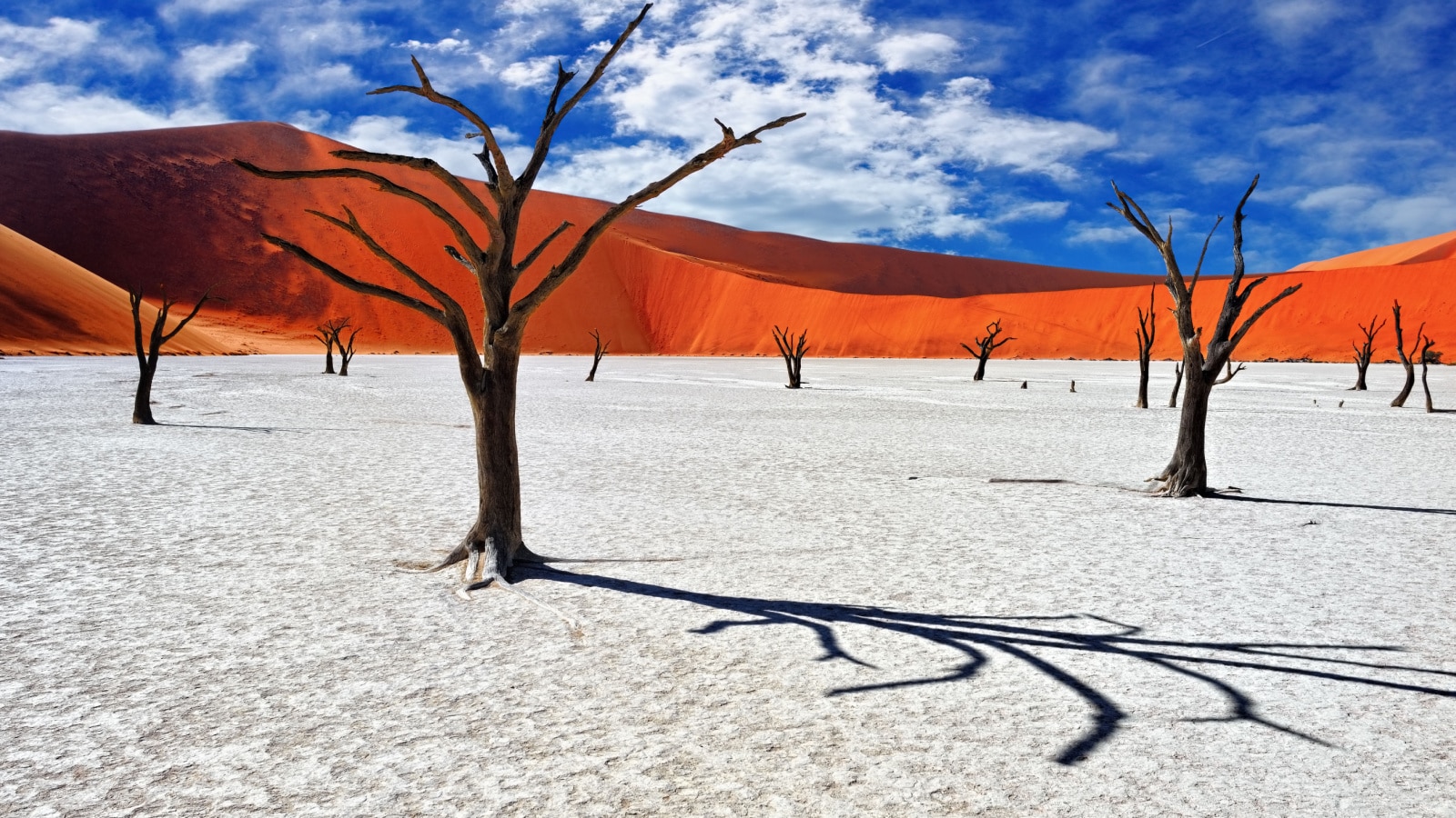 Dead Camelthorn Trees against red dunes and blue sky in Deadvlei, Sossusvlei. Namib-Naukluft National Park, Namibia, Africa